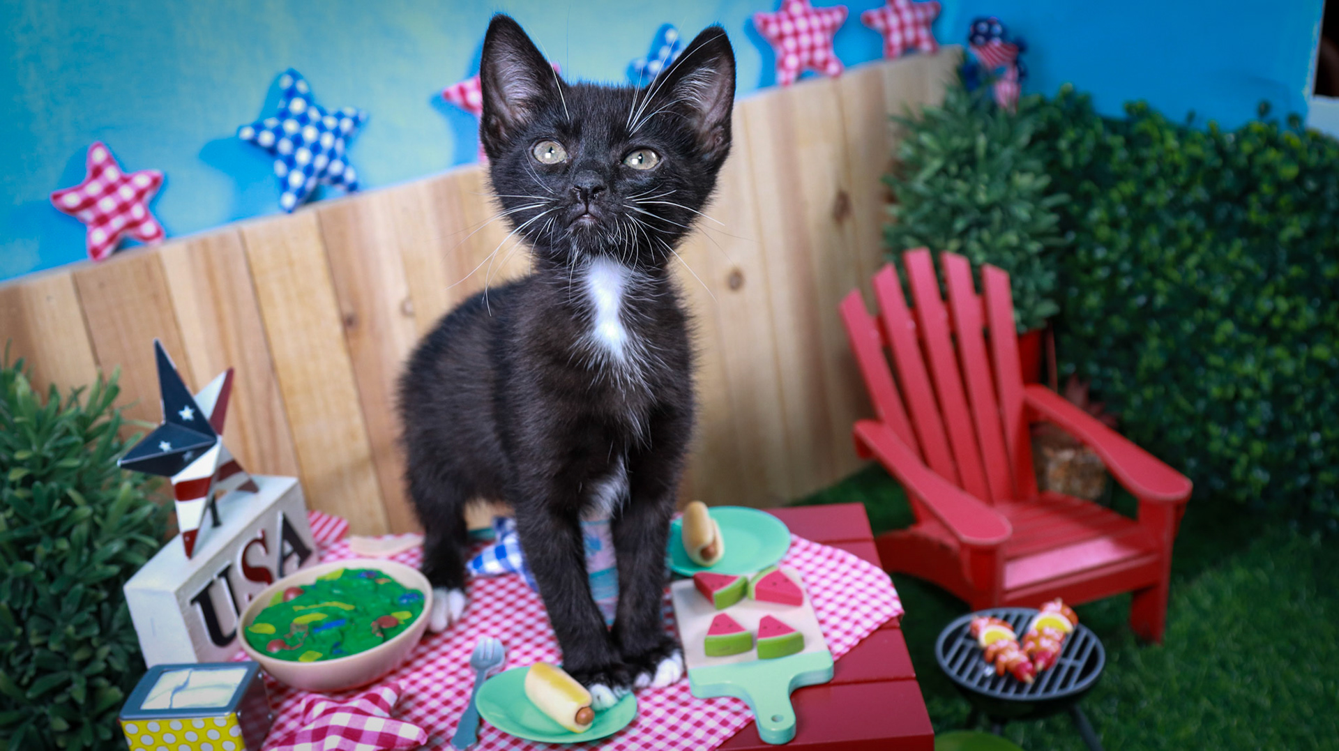 Davy Jones (M-DSH-Black/White/Tuxie)