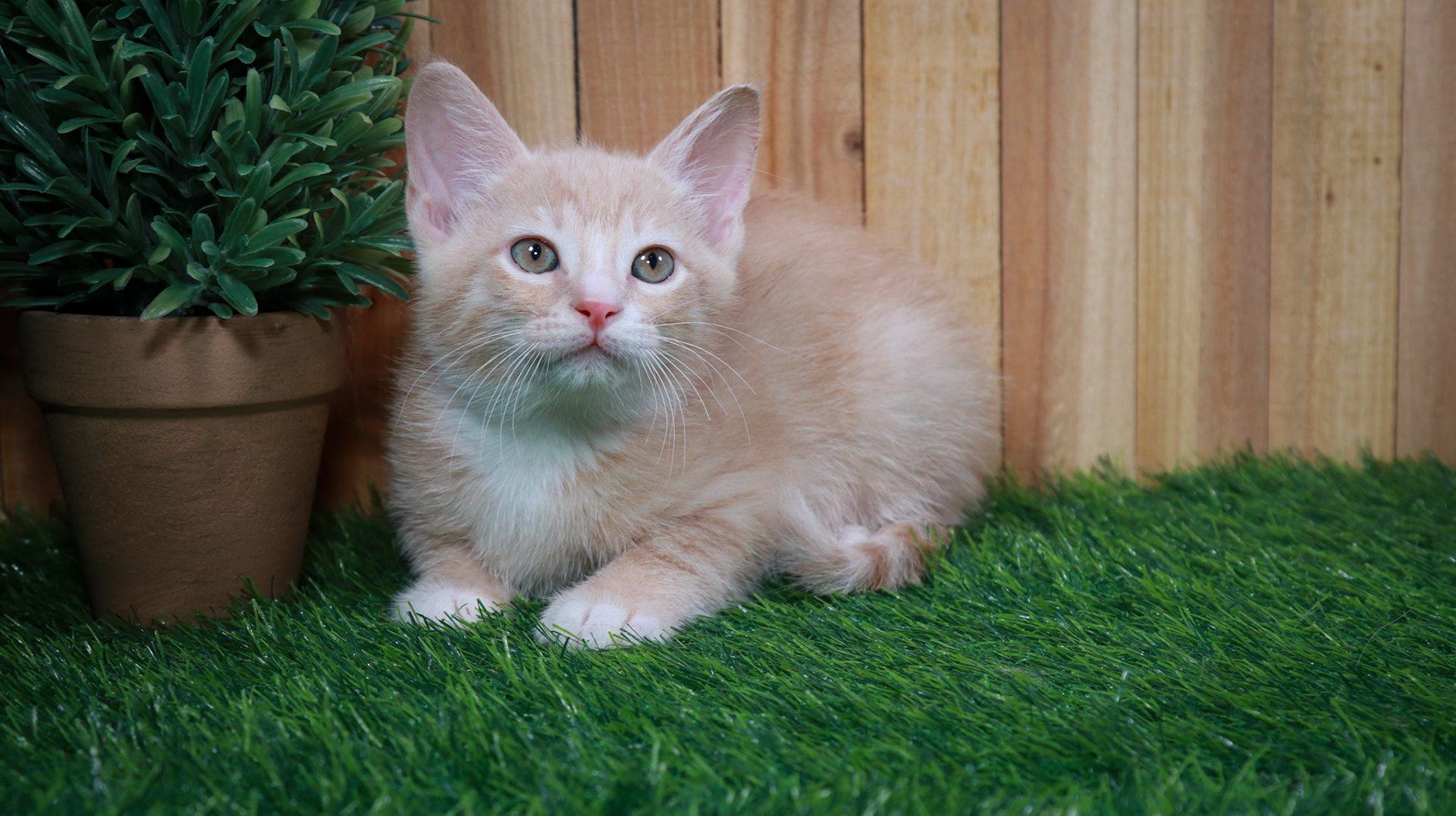 Citrine (M-DSH-Ginger/White/Tuxie)