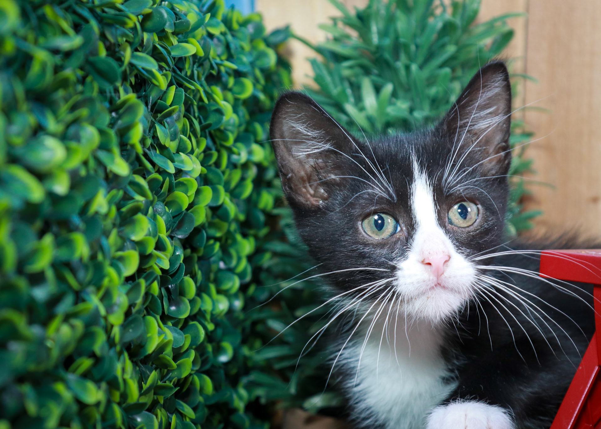 Felix (M-DMH-Black/White/Tuxie)