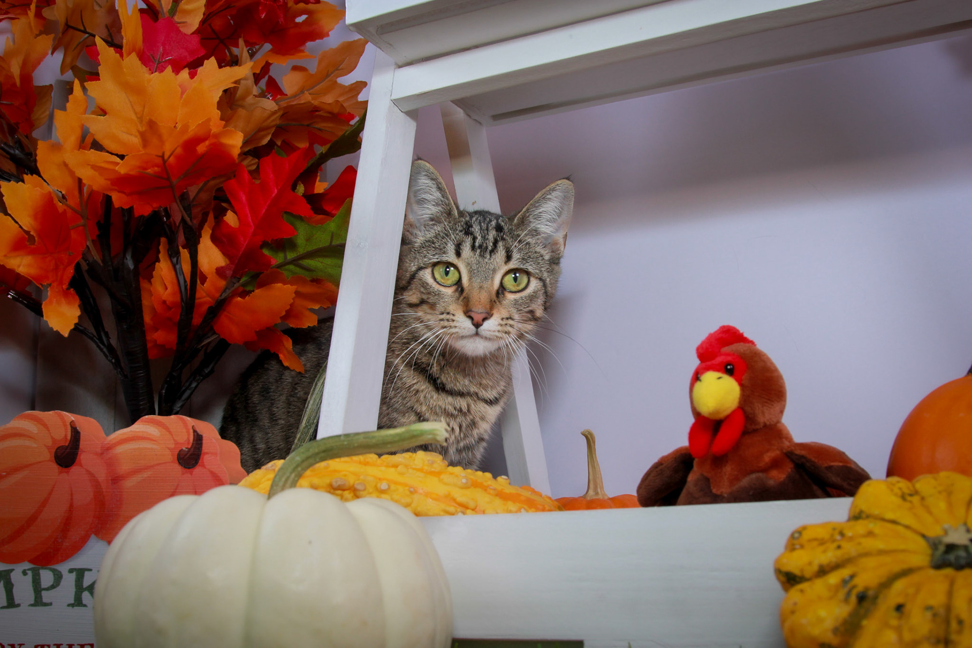 Wren (F-DSH-Tabby)