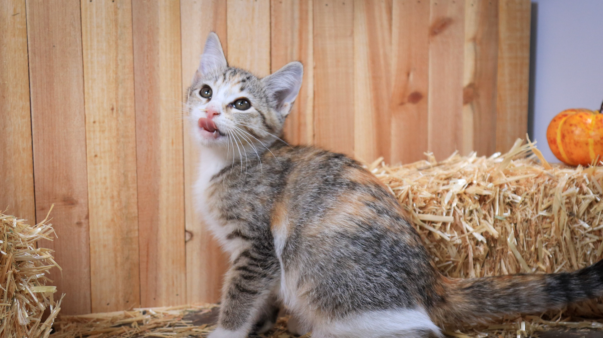 Sabine (F-DSH-Tabico)