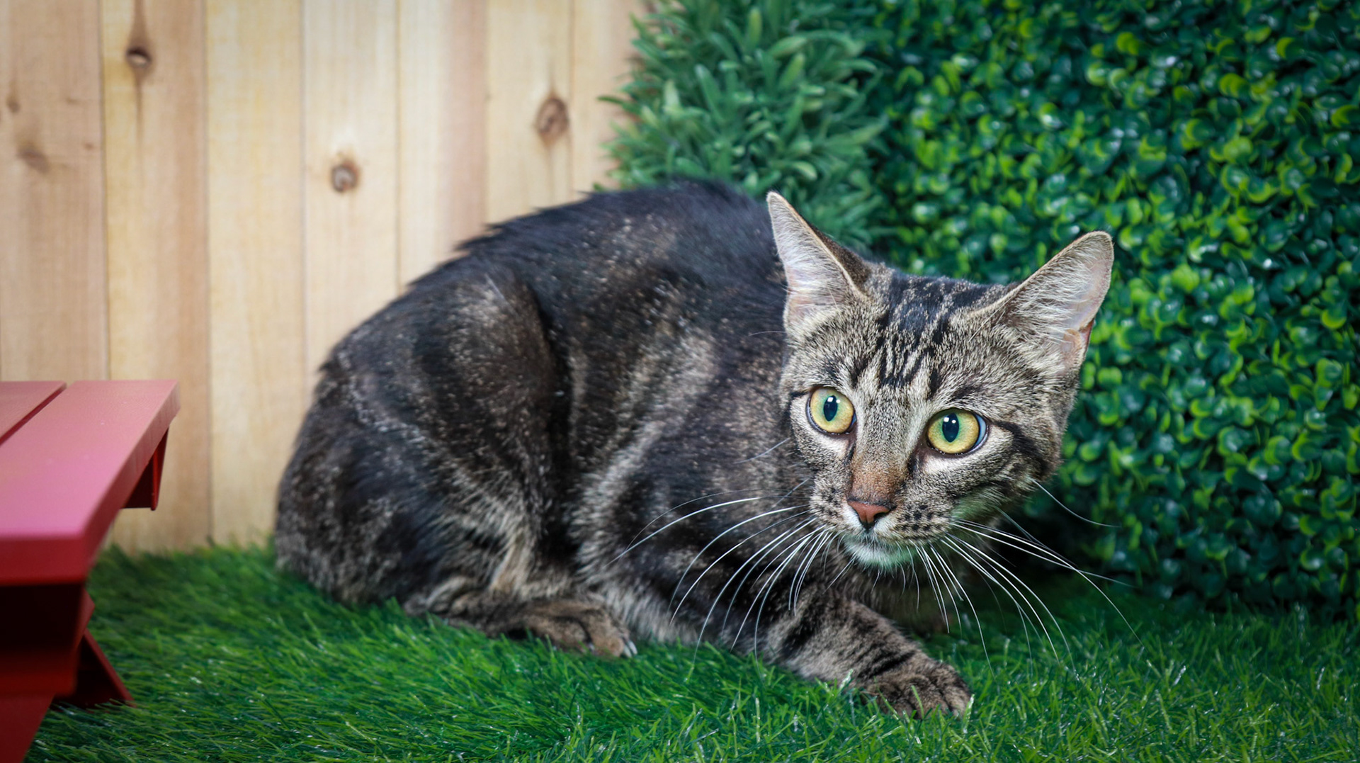 Maple (F-DSH-Tabby)