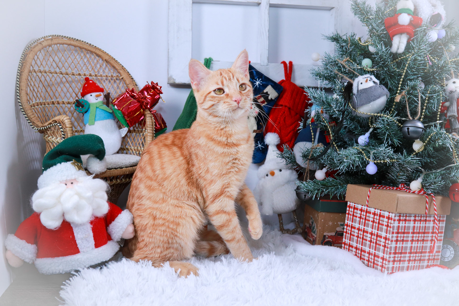 Barbie (F-DSH-Ginger)