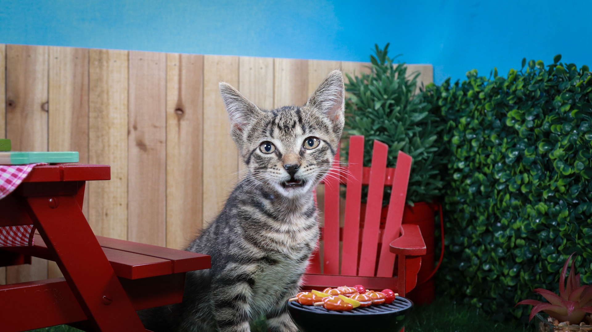 Bootstrap Bill Turner (M-DSH-Tabby)