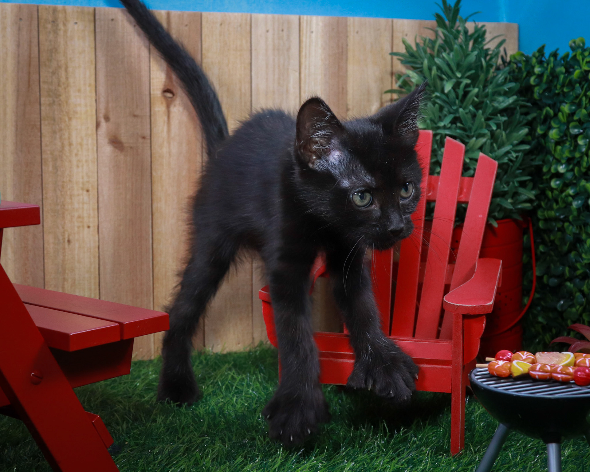 Sasquatch (M-DSH-Black/Polydactyl)