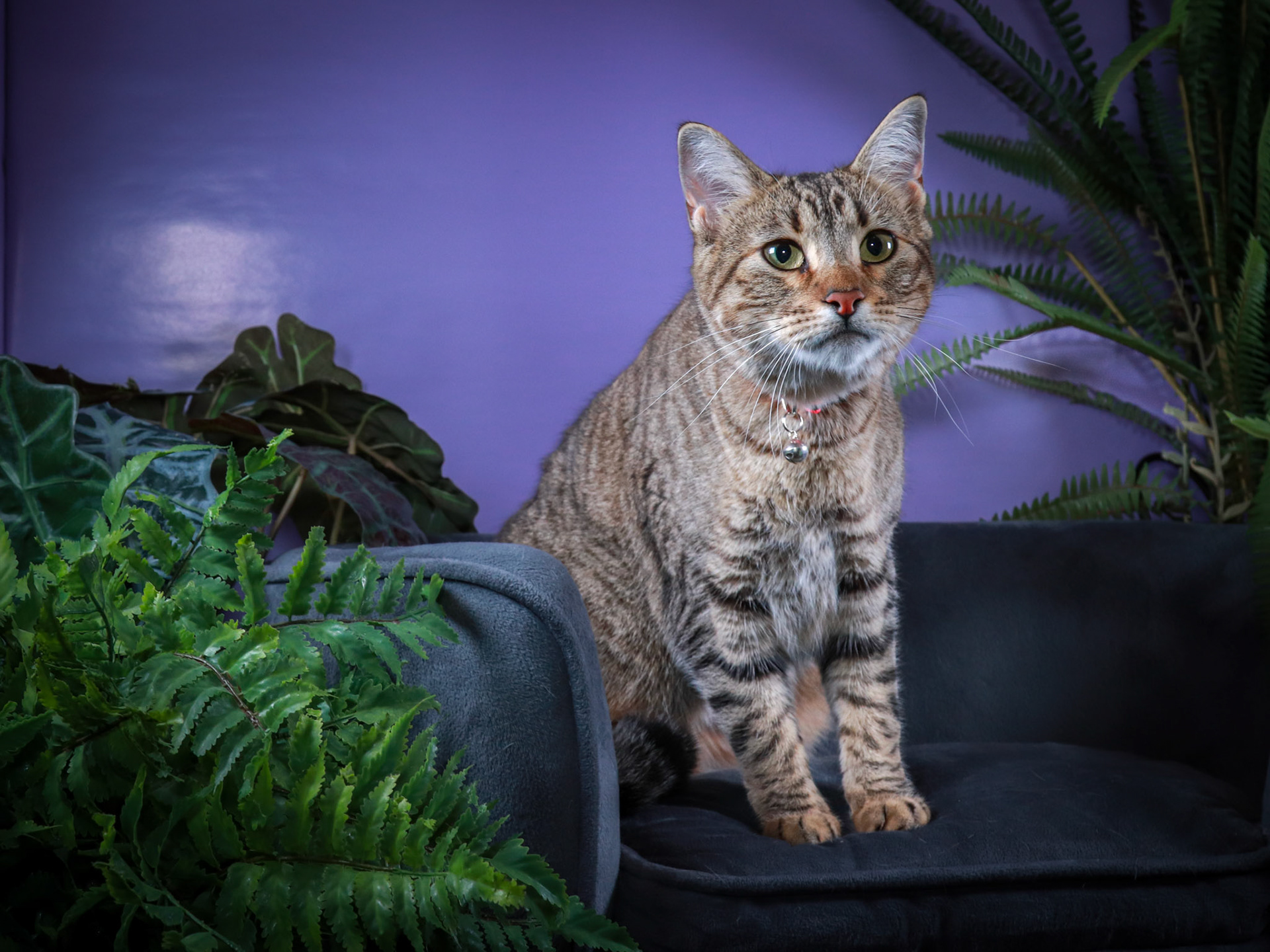 Sheila (F-DSH-Tabby)