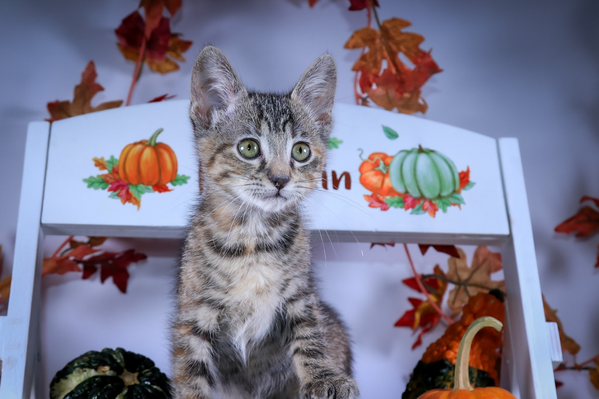 Strawberry (F-DSH-Torbie)