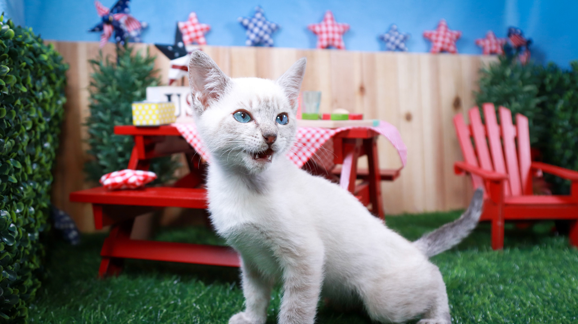 Elliot (F-DSH-Lynx Point Siamese)