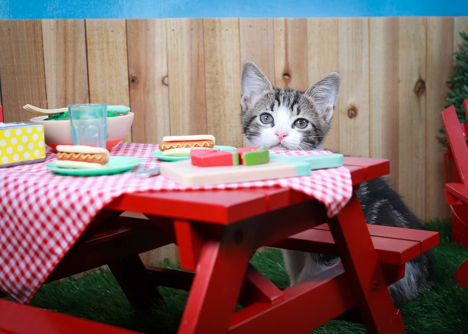 Zinnia (F-DSH-Tabby/White)