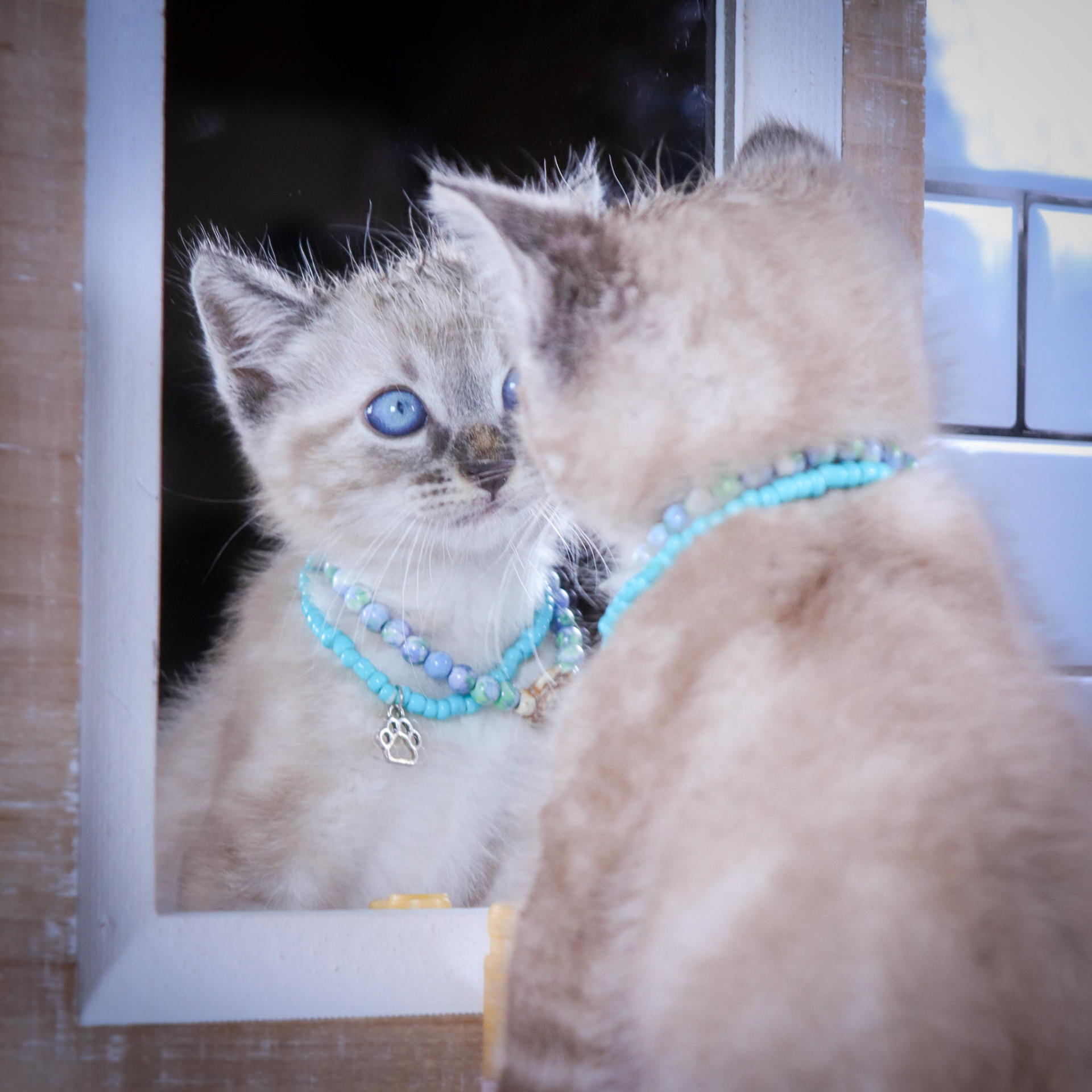 Hazel Nut (M-DSH-Lynxs Point Siamese)