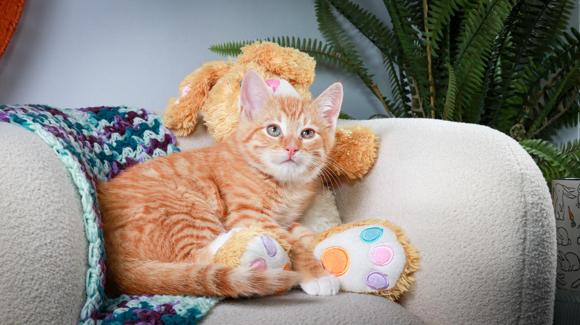 Woodrow (M-DSH-Ginger)