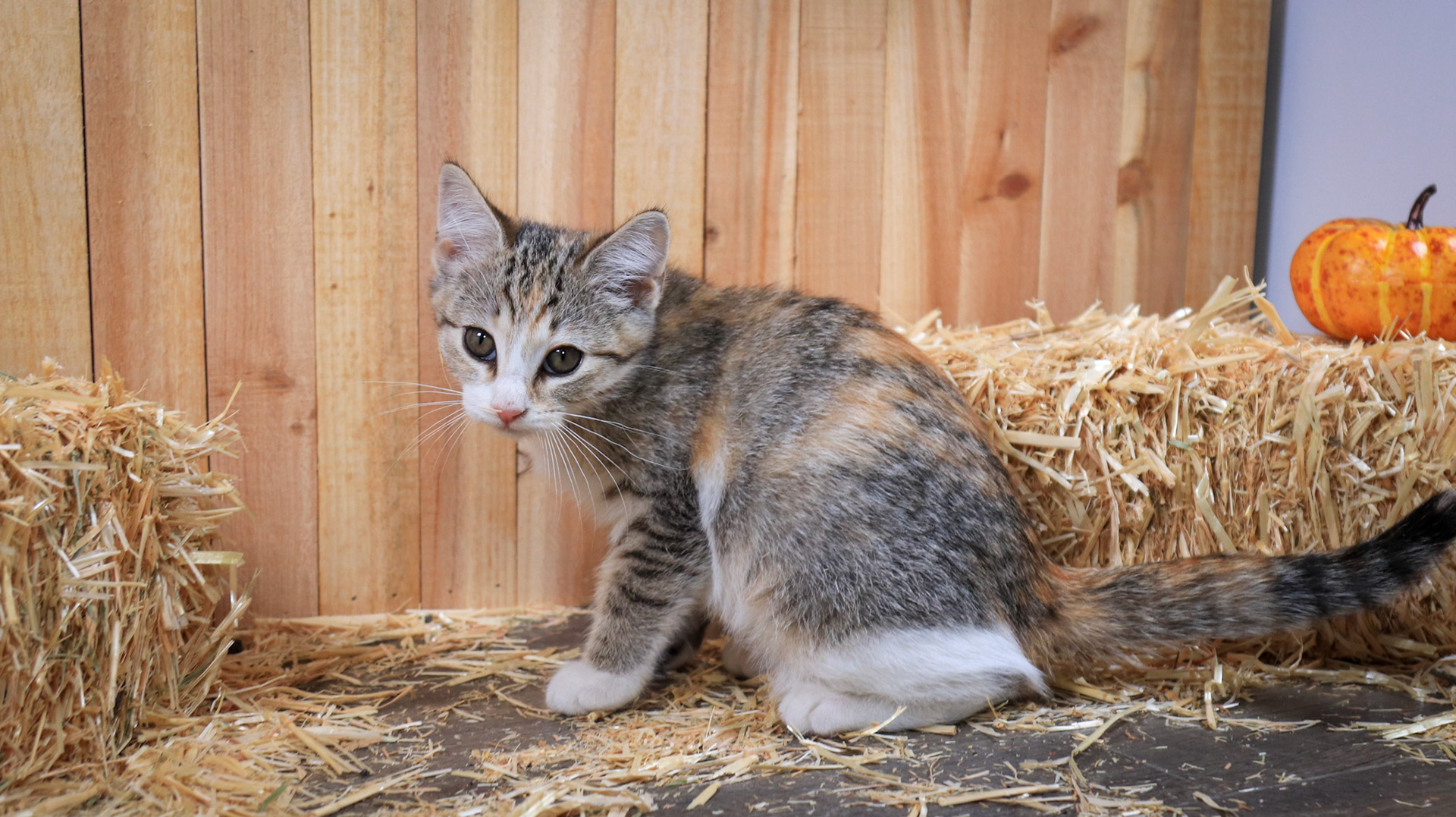 Sabine (F-DSH-Tabico)