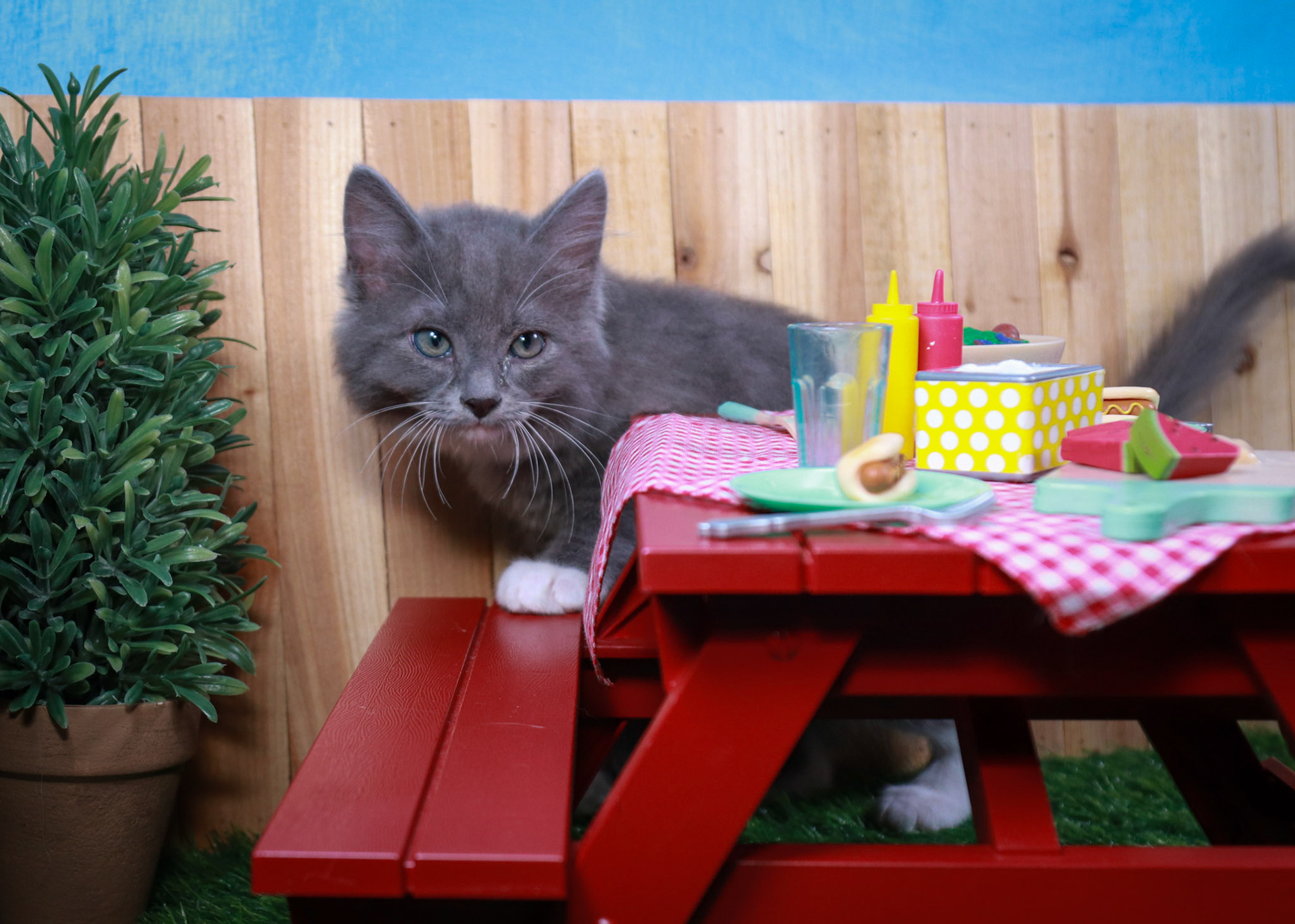 Milo (M-DMH-Grey/White/Tuxie)