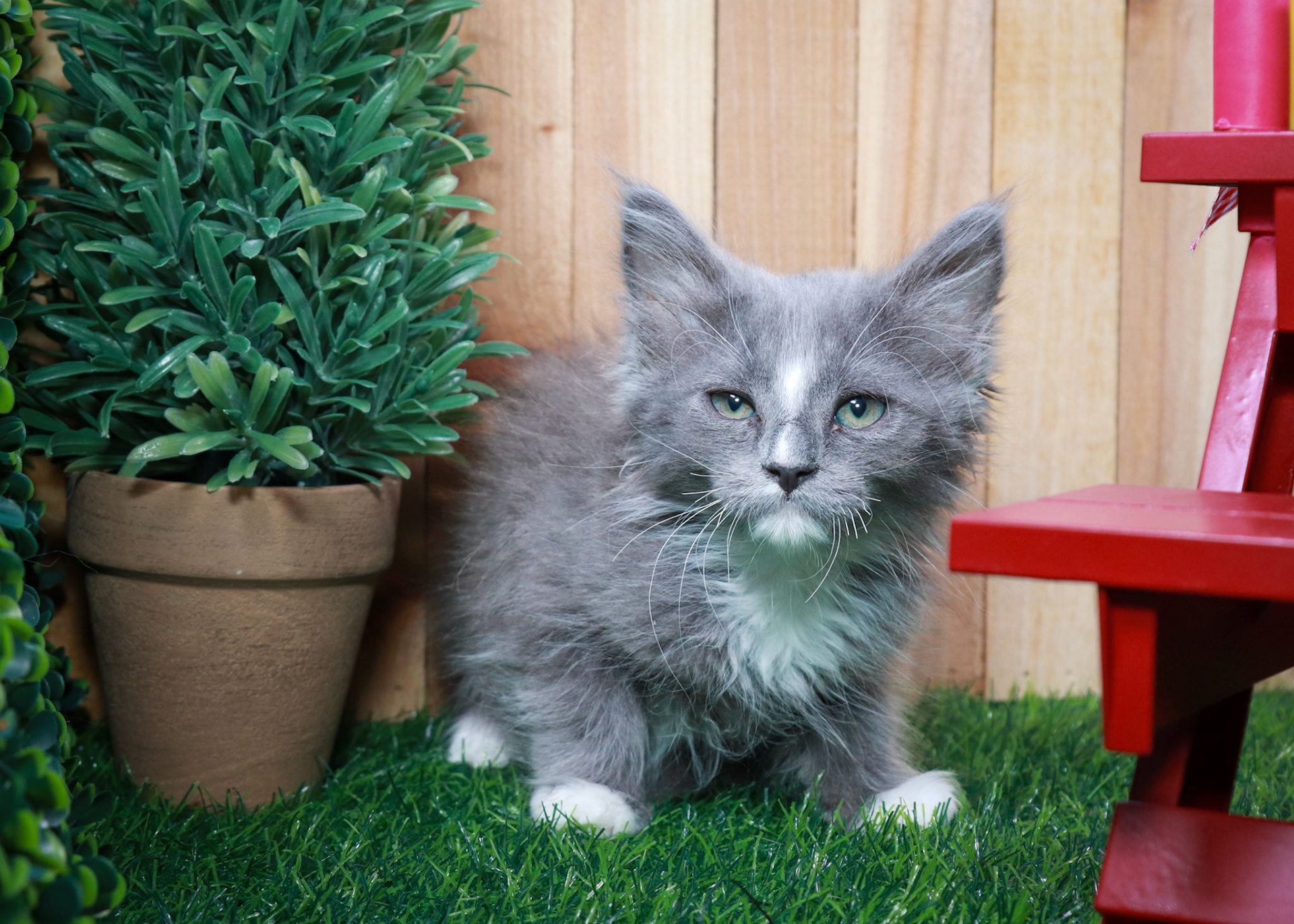 Pepper (M-DLH-Gray/White/Tuxie)