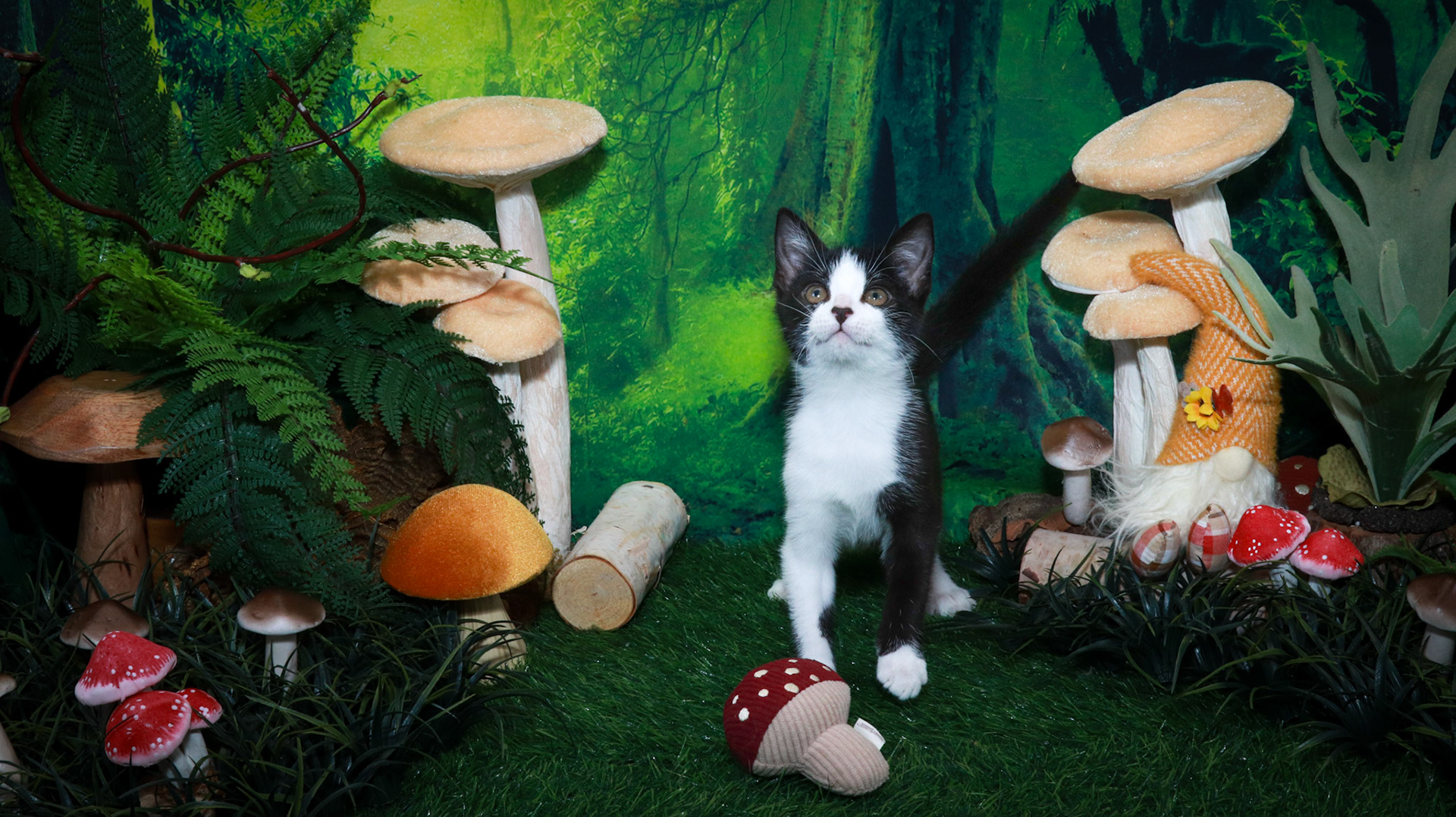 Mousse (M-DSH-Tuxie)