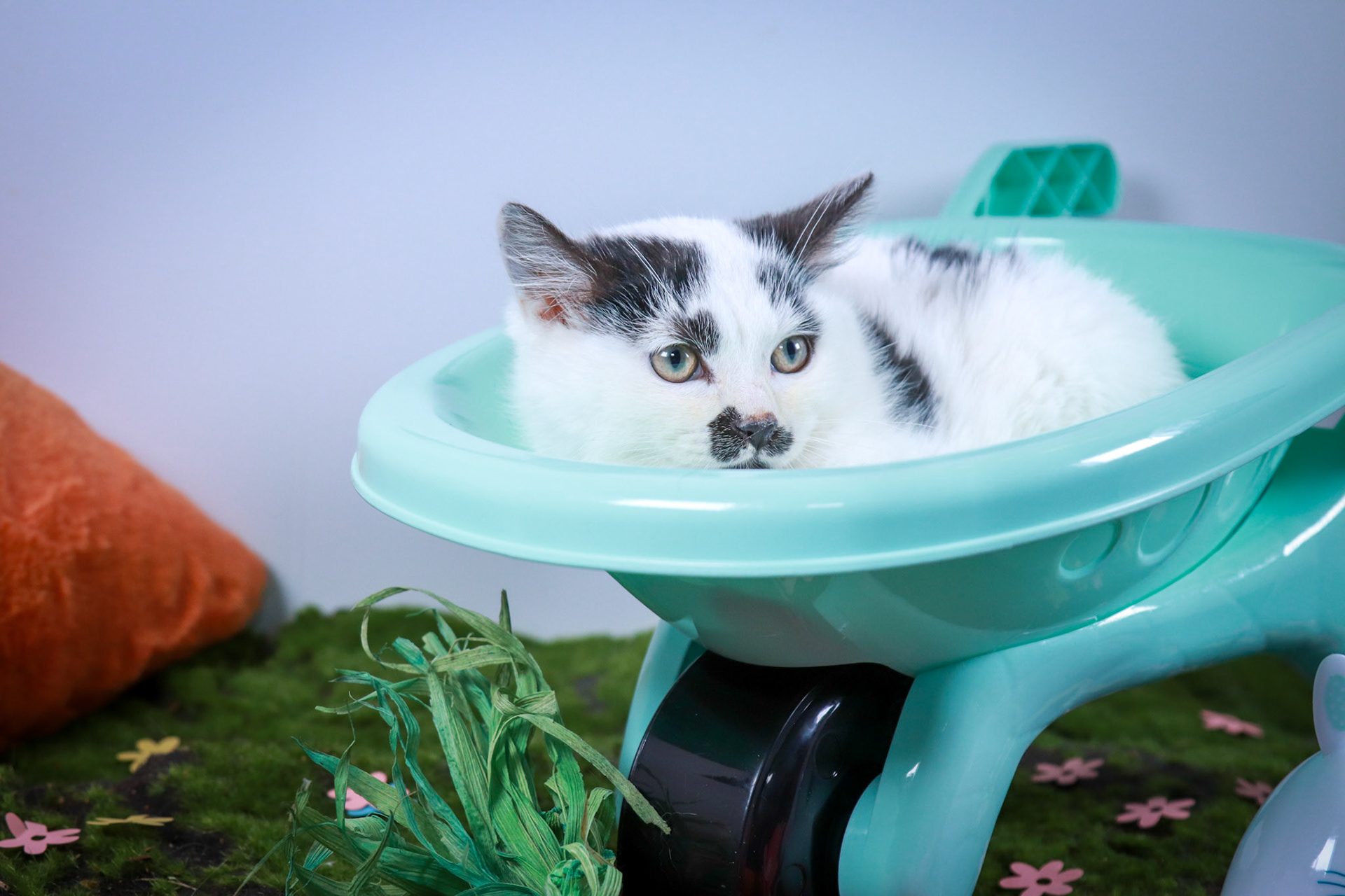 Casper (M-DSH-White/Black)