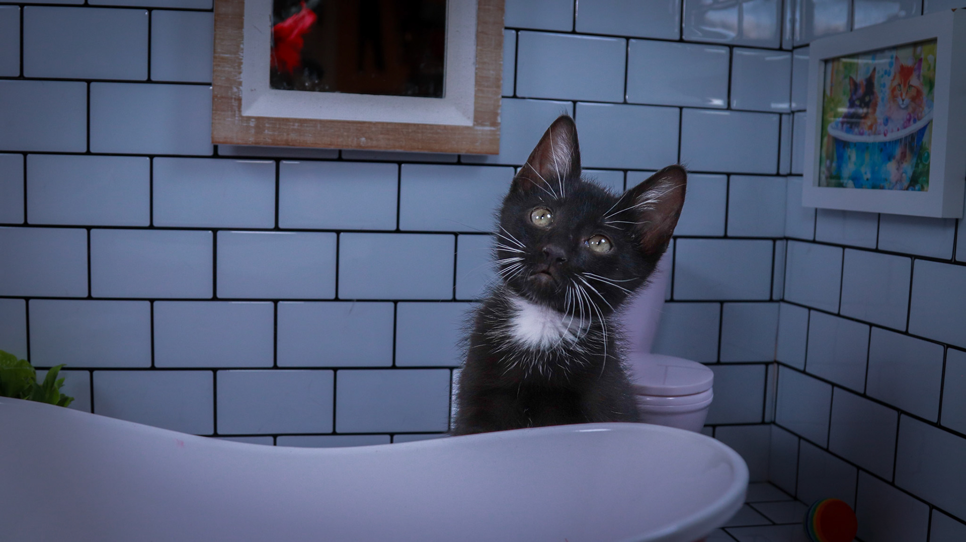 Noodle (M-DSH-Black/White/Tuxie)