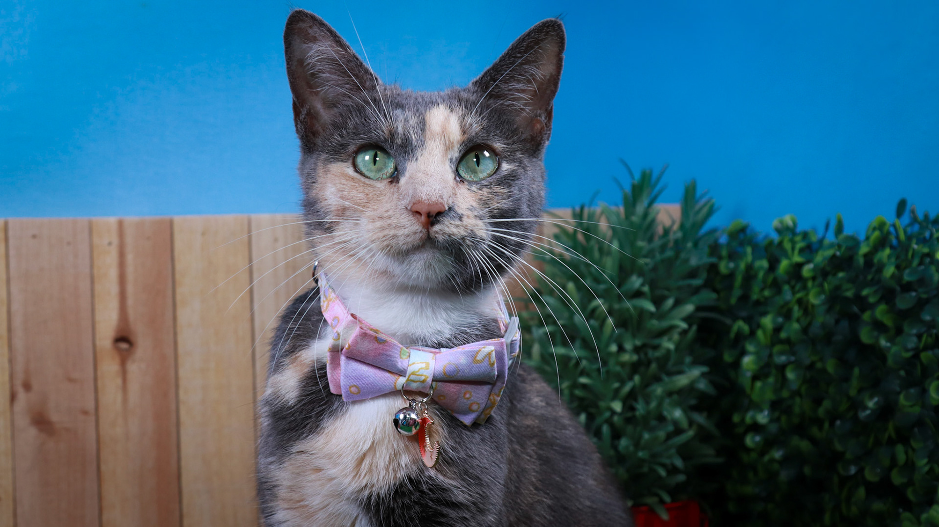 Opal (F-DSH-Dilute/Calico)