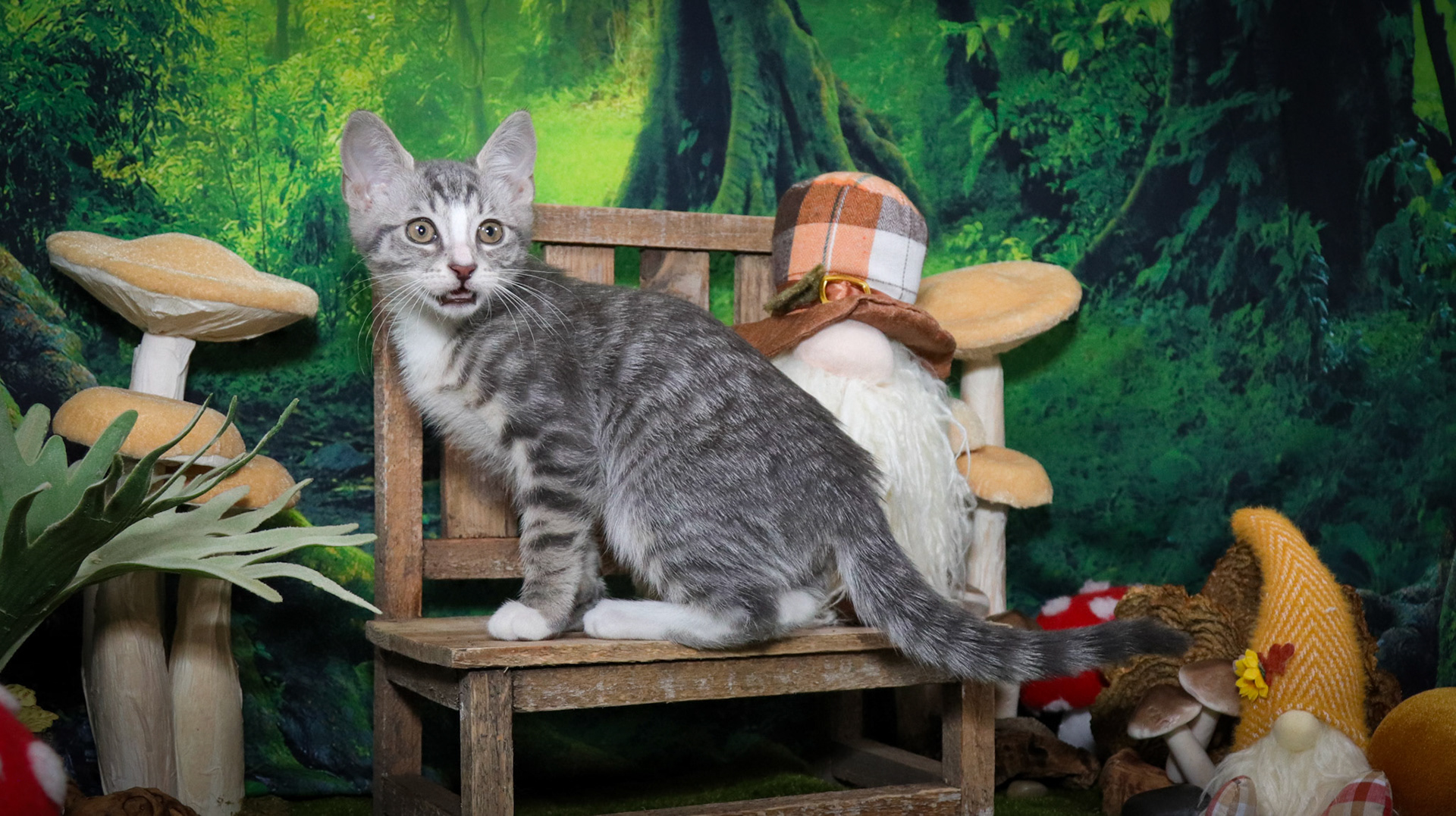 Inigo Montoya (M-DSH-Tabby/White/Tuxie)