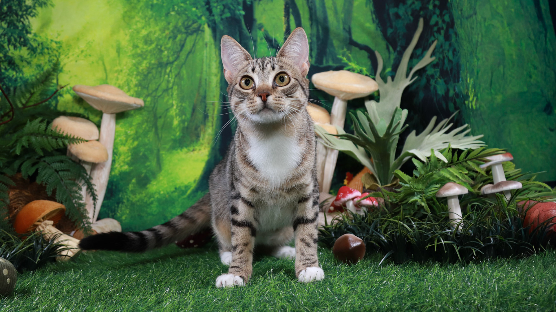 Frankie (F-DSH-Grey/Tabby)