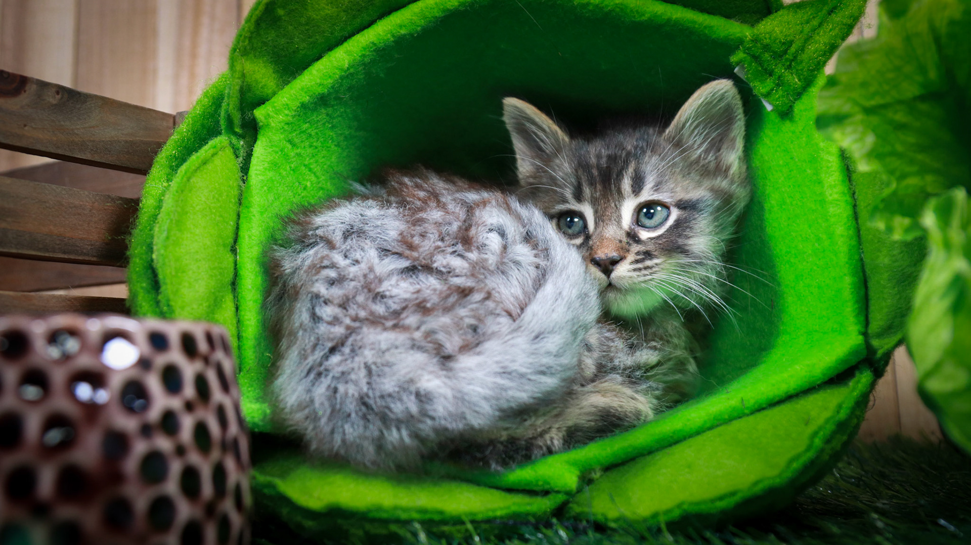 Stormy (M-DLH-Grey/Tan/Tabby)