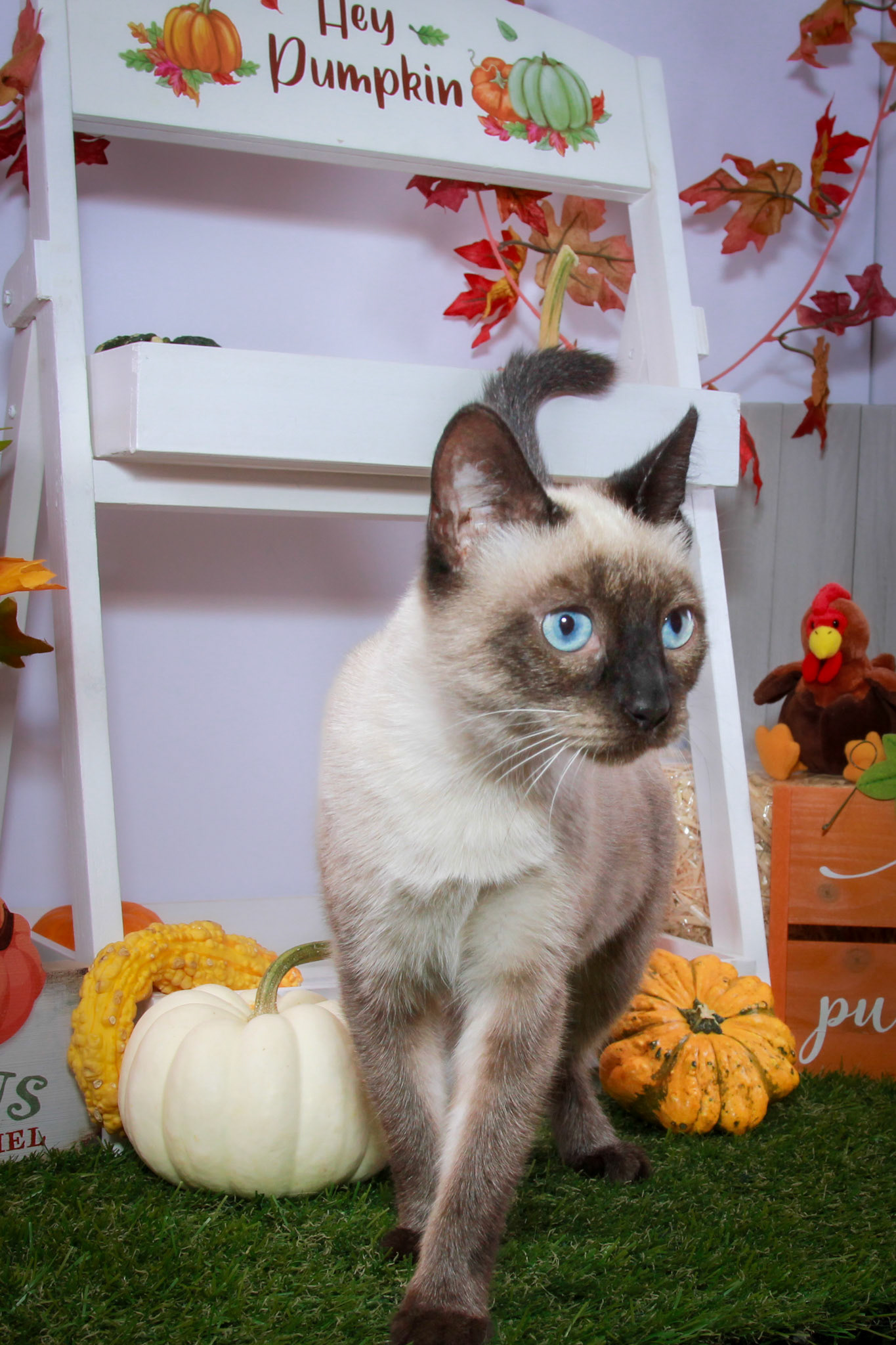 Rosie (F-DSH-Seal Point Siamese)