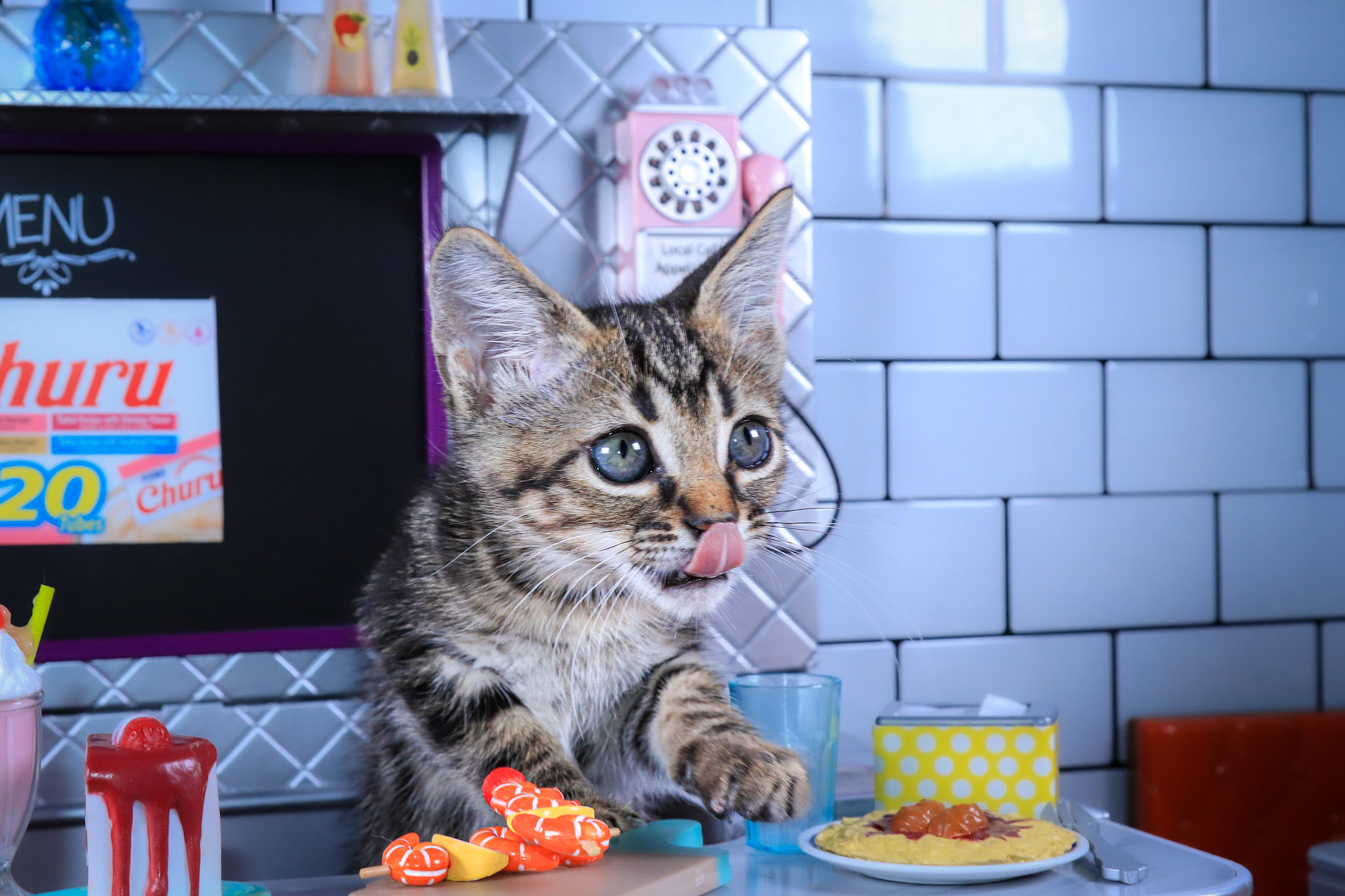 Riley (M-DSH-Brown/Black/Bullseye/Tabby)