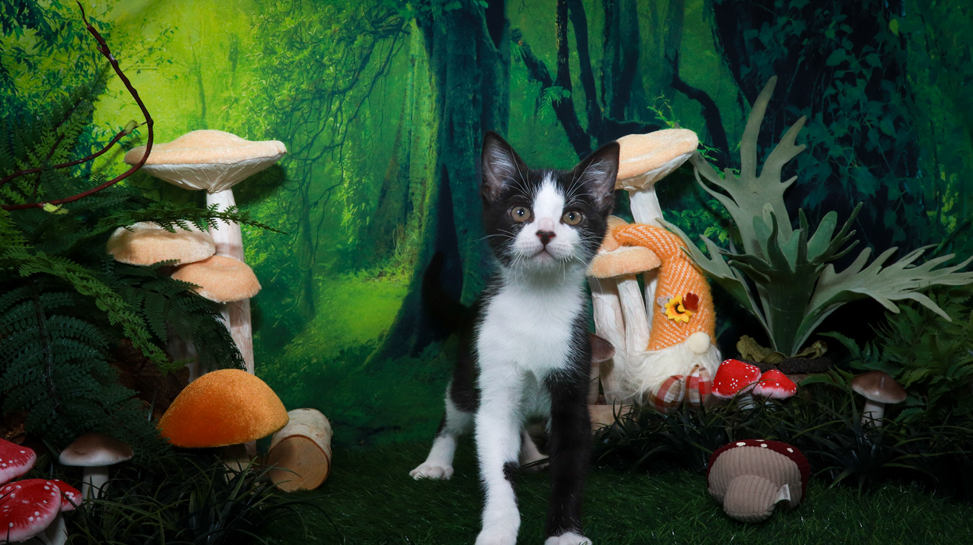 Mousse (M-DSH-Tuxie)