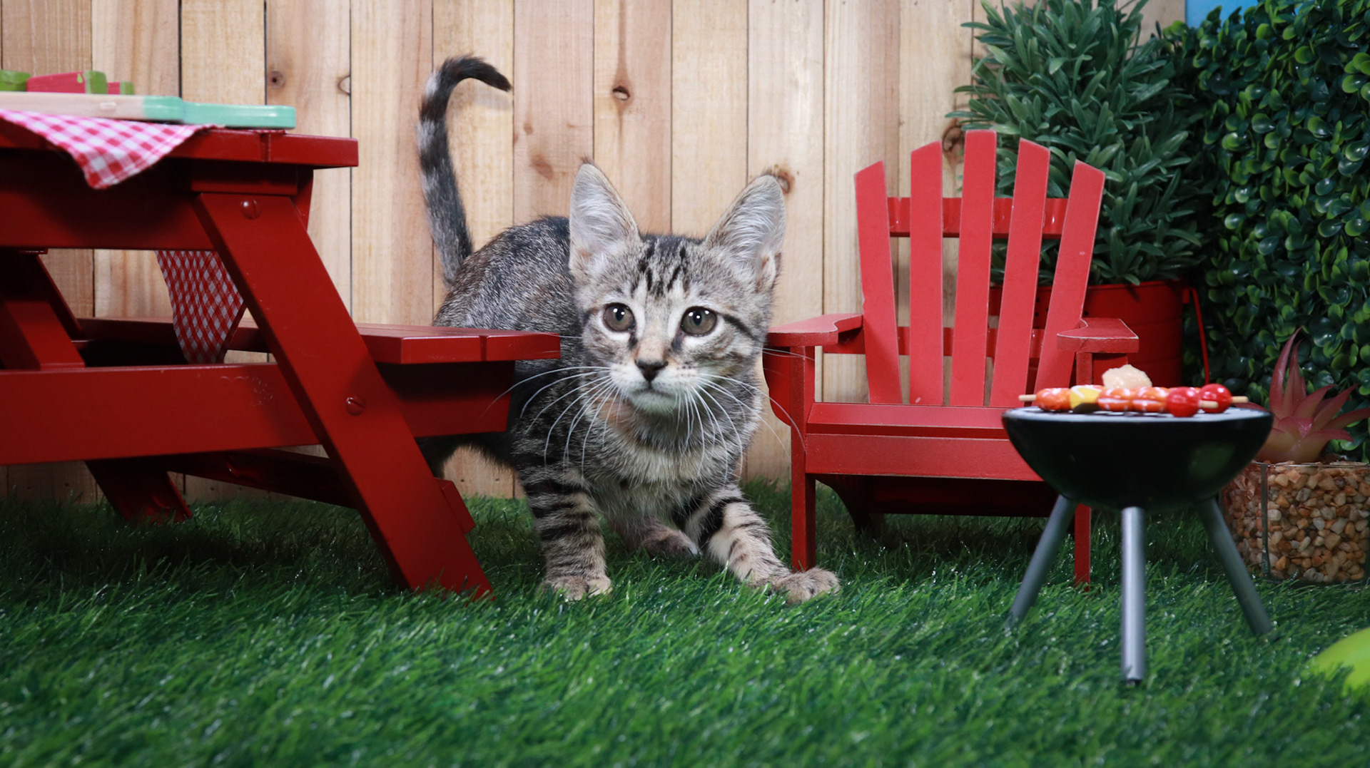 Toonces (F-DSH-Tabby)