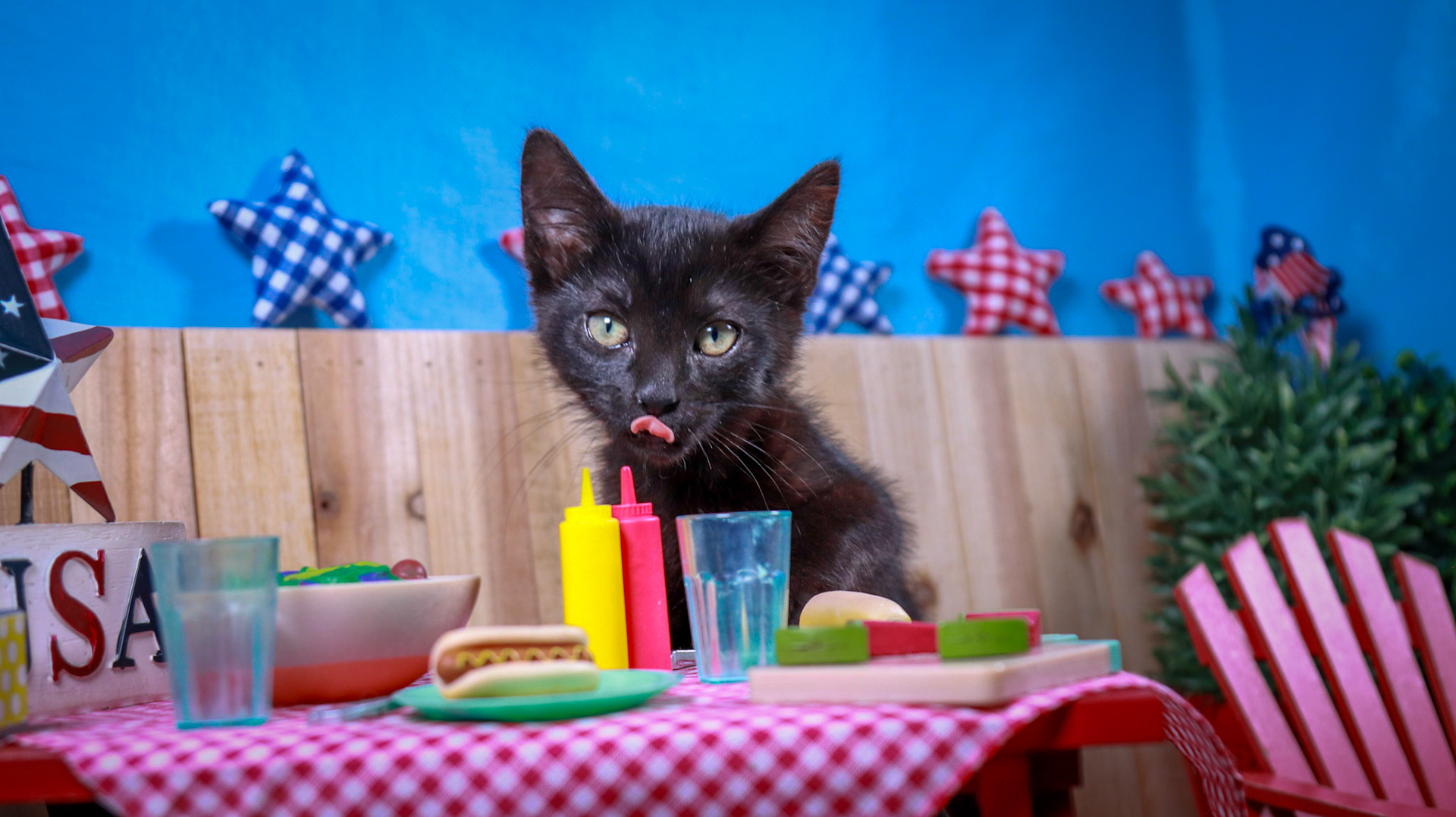 Penelope (F-DSH-Black)