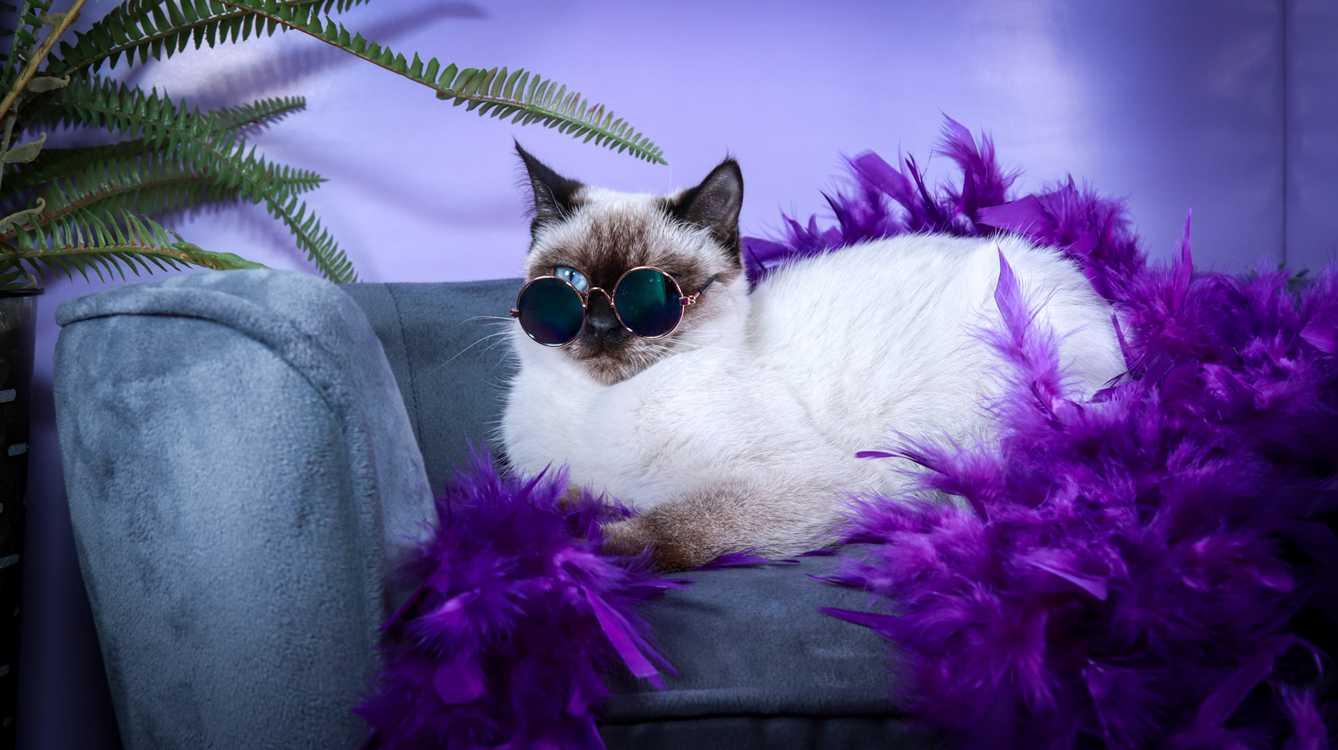 Meci (F-DSH-Seal Point Siamese)