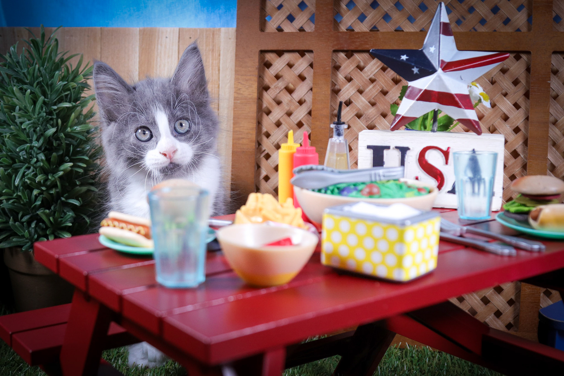 Moon Pie (M-DLH-Grey/White/Tuxedo)