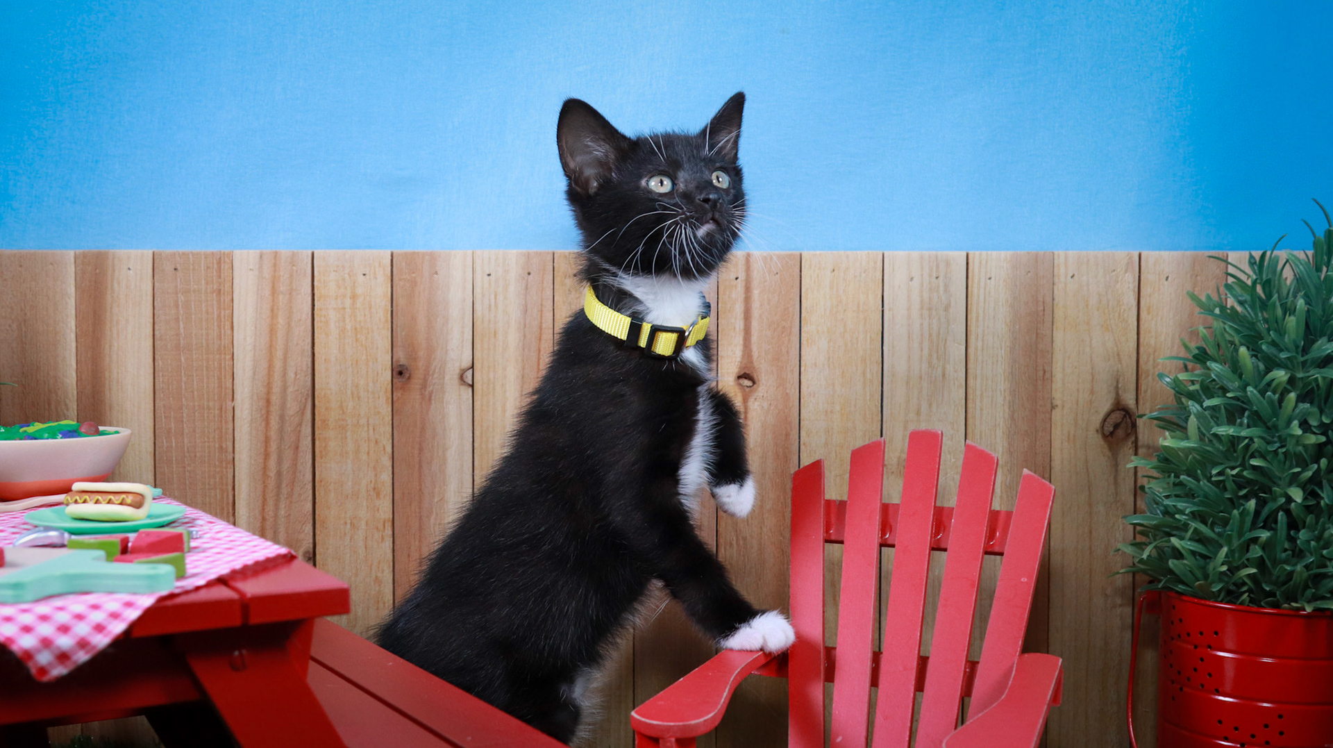 Onyx (F-DSH-Black/White/Tuxie)