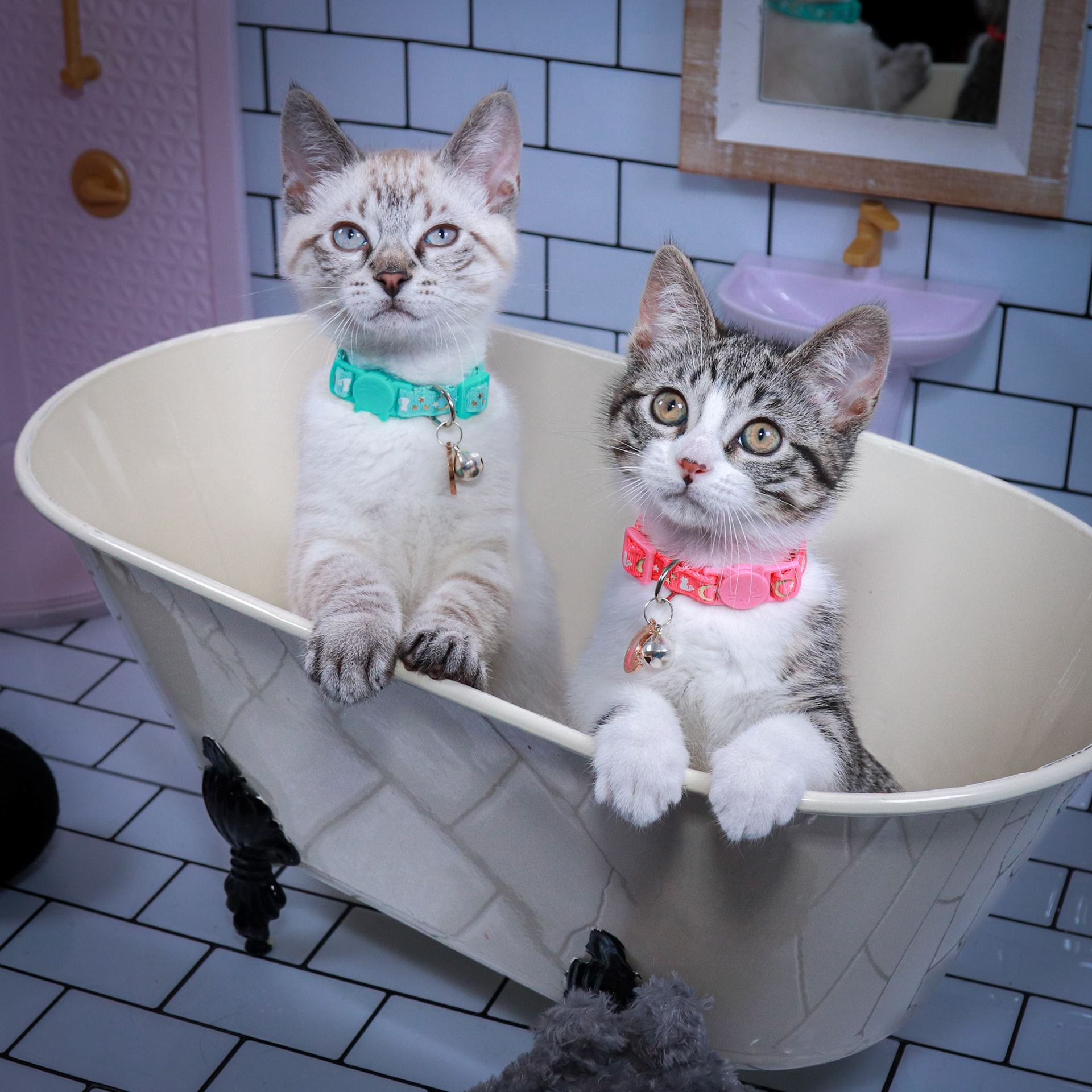 Howl (M-DSH-Links Point Siamese), Mei (F-DSH-Tabby/White)