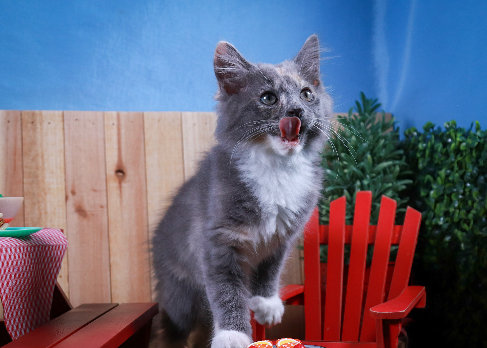 Bean (F-DMH-Dilute/Calico)