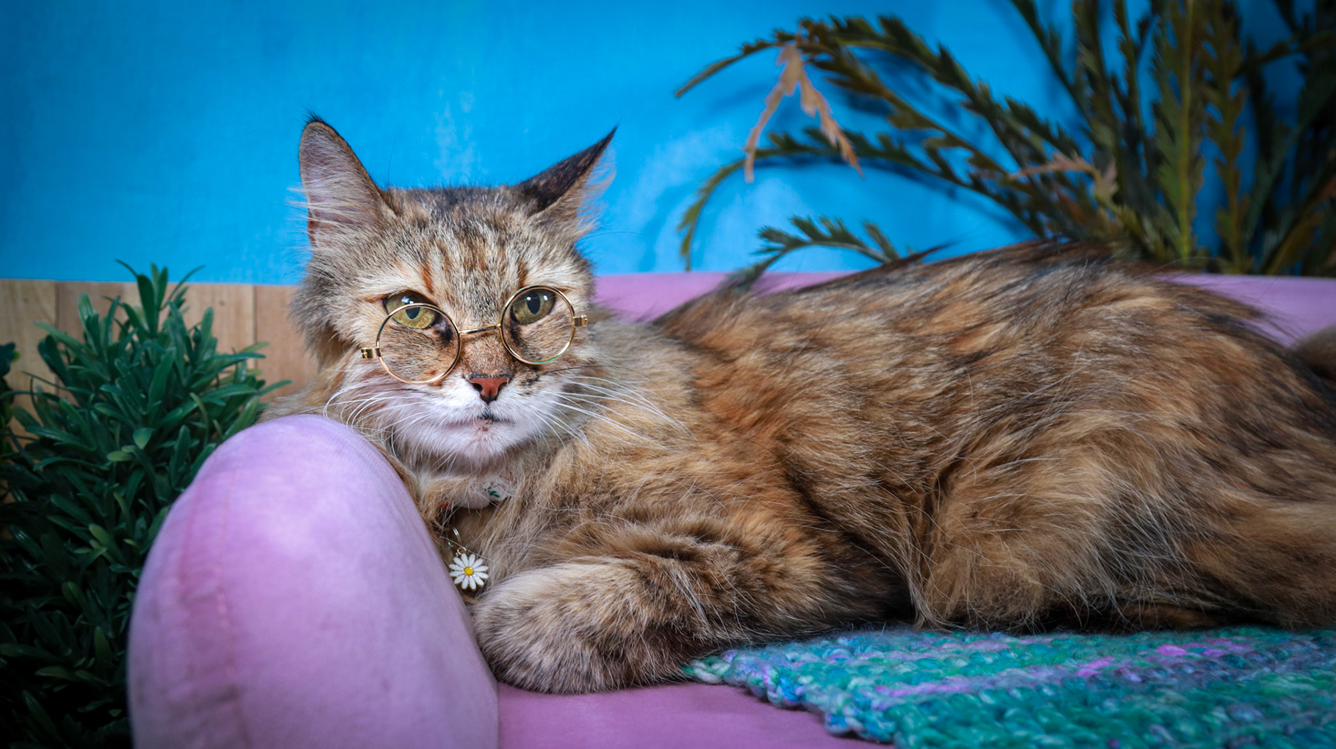 Anda (F-DLH-Brown/Tabby/Manx)