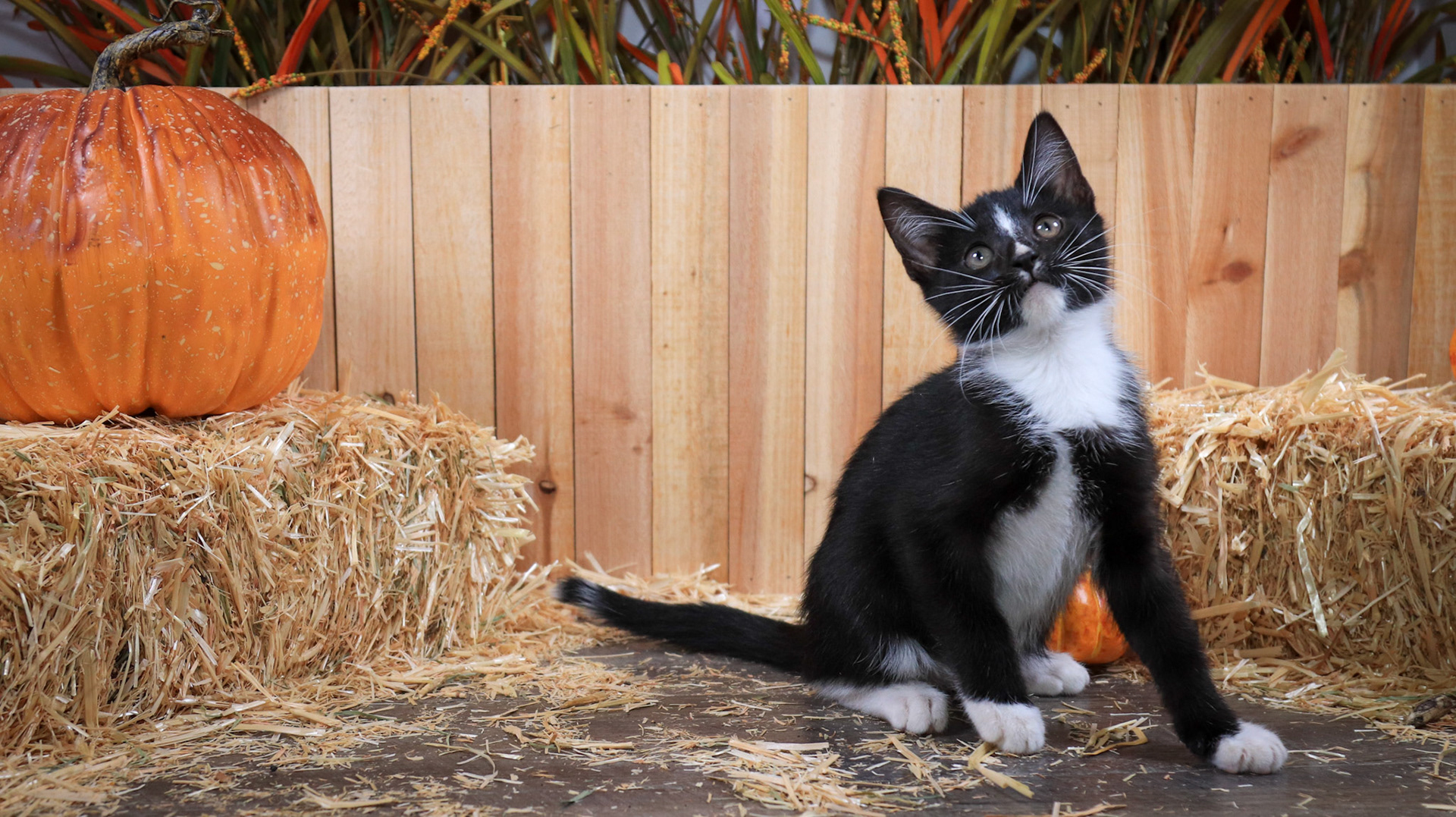 Ringo (M-DSH-Black/White/Tuxedo)
