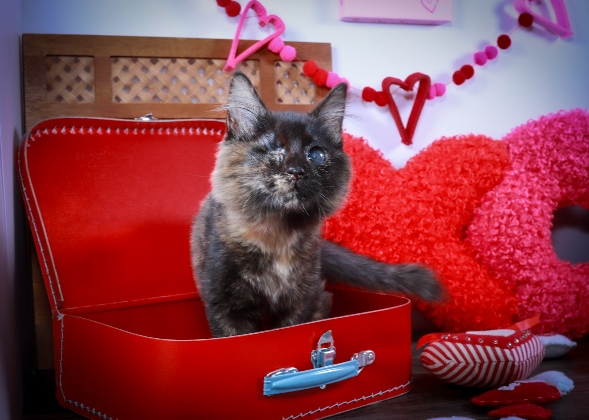 Yoru (F-DMH-Tortie)