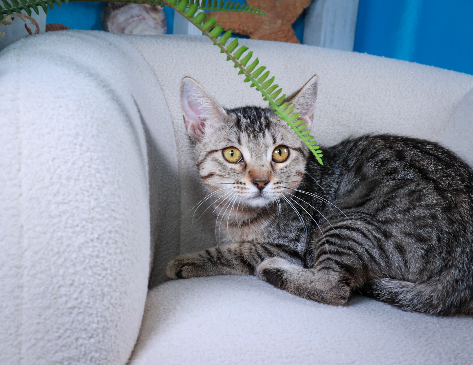 Chloe (F-DSH-Tabby)