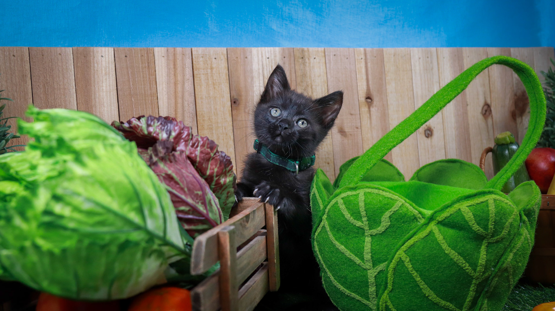 Clover (F-DSH-Black)