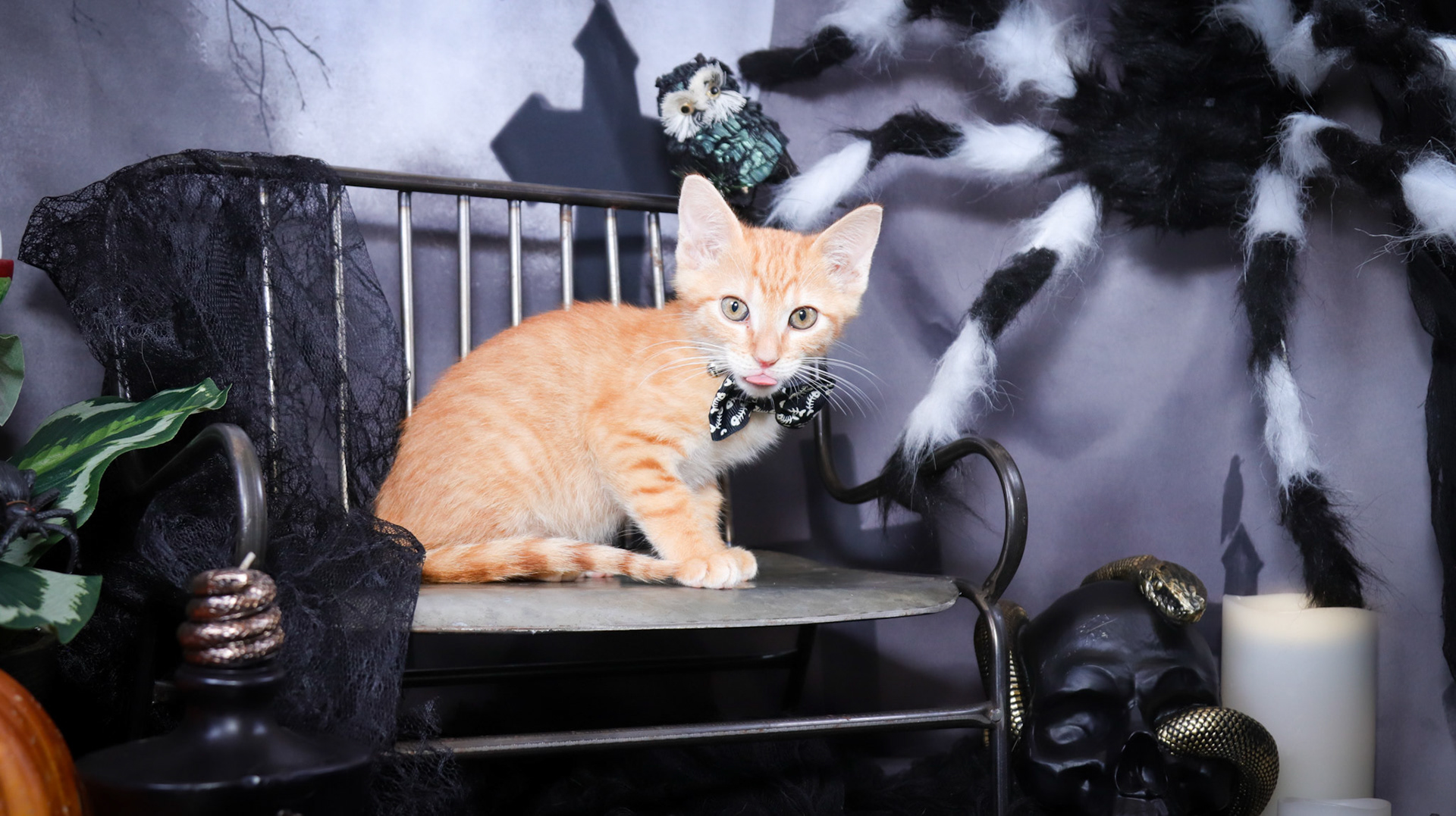 Arlo (M-DSH-Ginger)