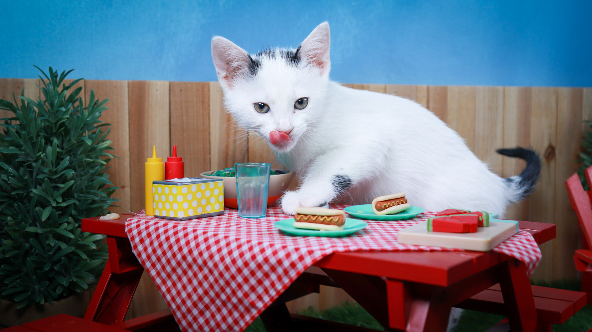 Basil (M-DSH-Black/White)