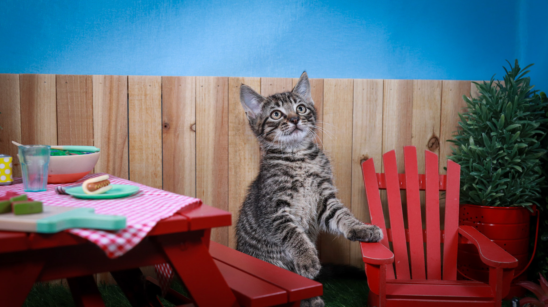 Timber (M-DSH-Brown/Tabby)