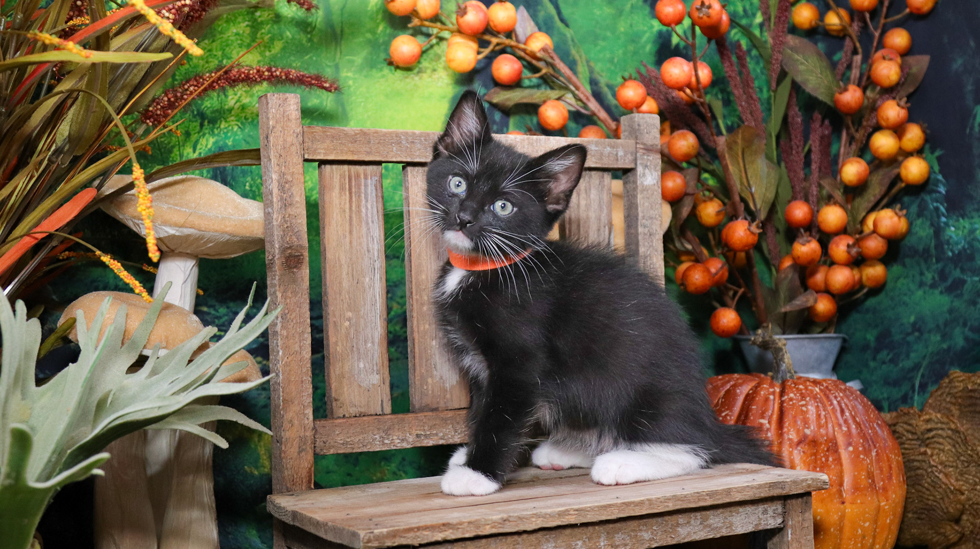 Ash (M-DSH-Black/White/Tuxie)