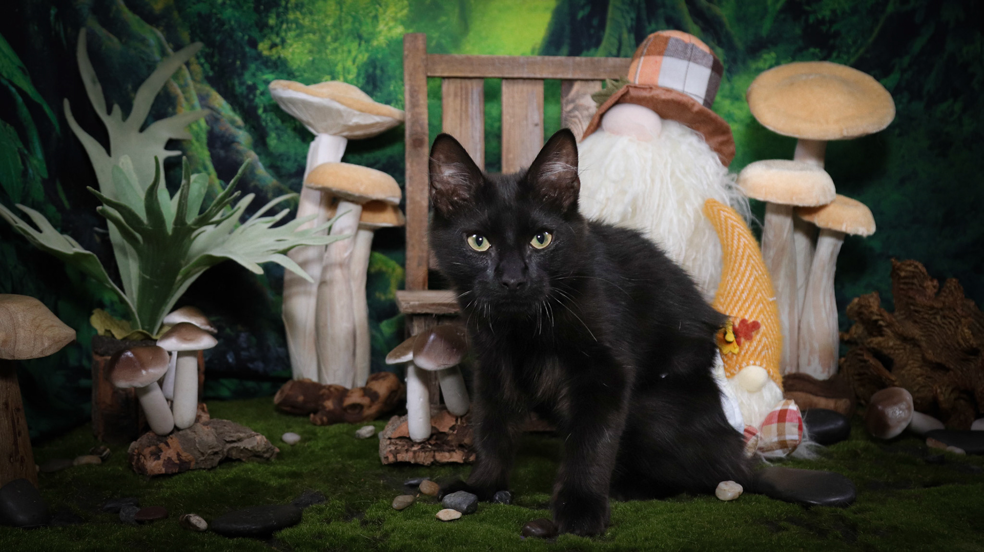 Rafiki (M-DLH-Black/Manx)