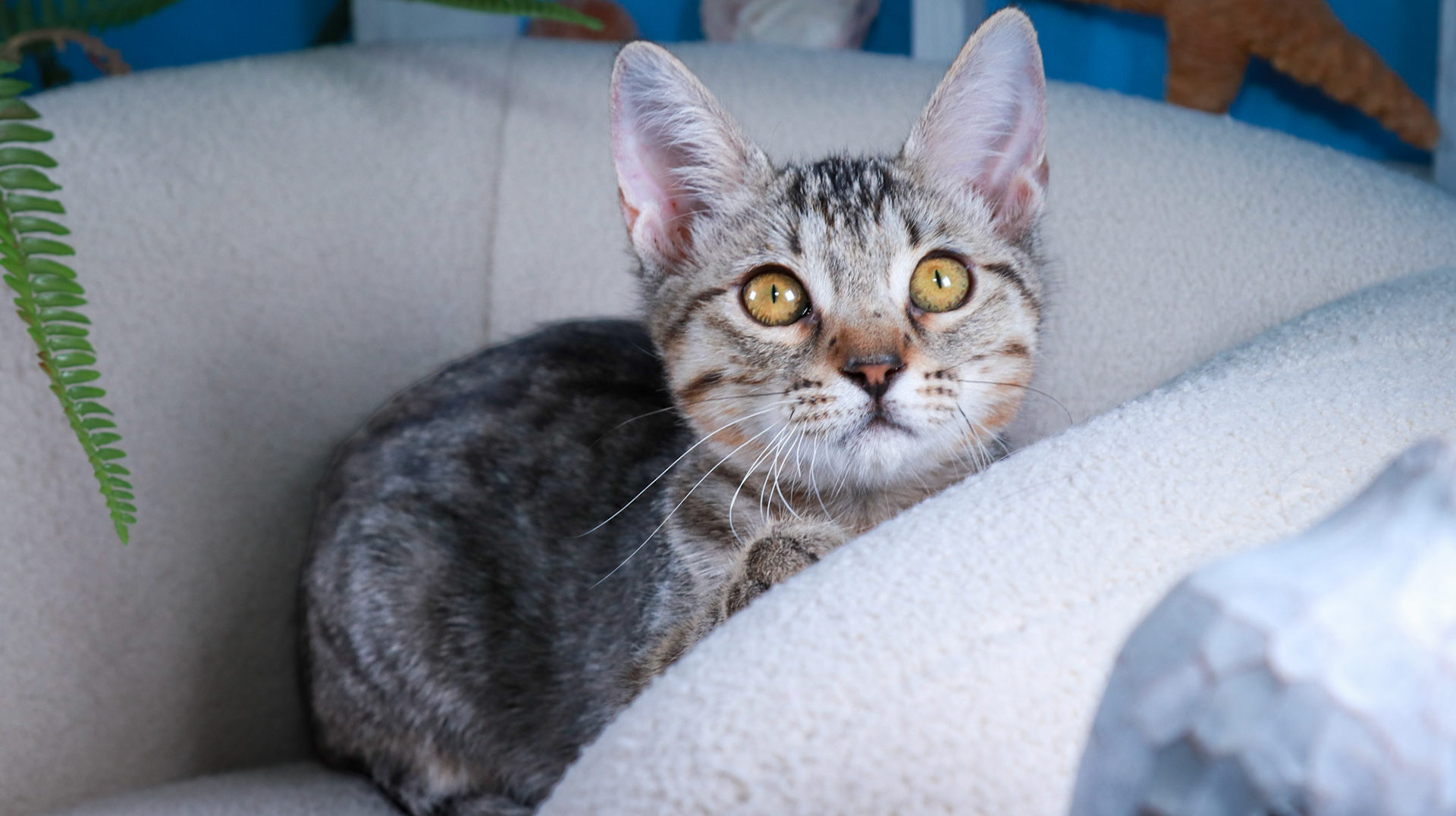 Chloe (F-DSH-Tabby)