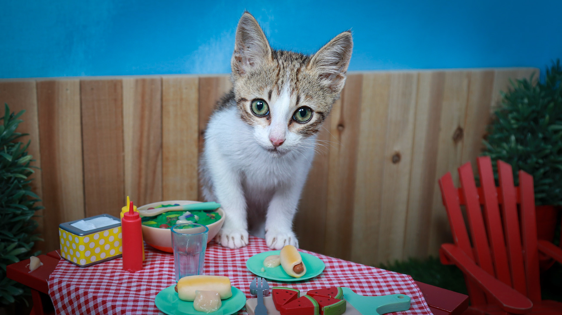 Arthur (M-DSH-Tabby/White)