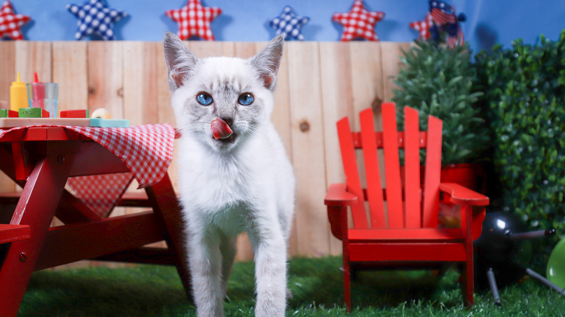 Elliot (F-DSH-Lynx Point Siamese)