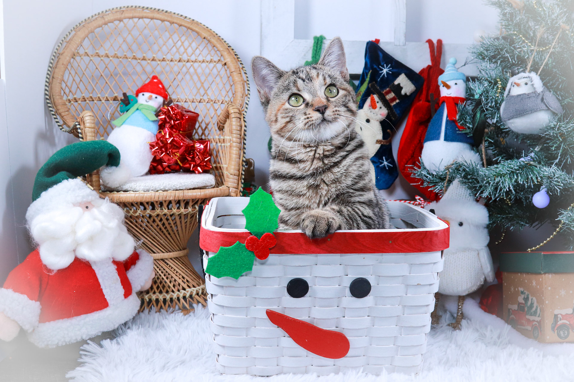 Jillybelle (F-DSH-Tabby)