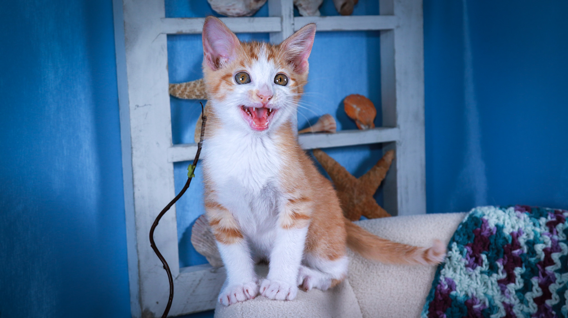Pickles (M-DSH-Ginger/White/Tuxie)